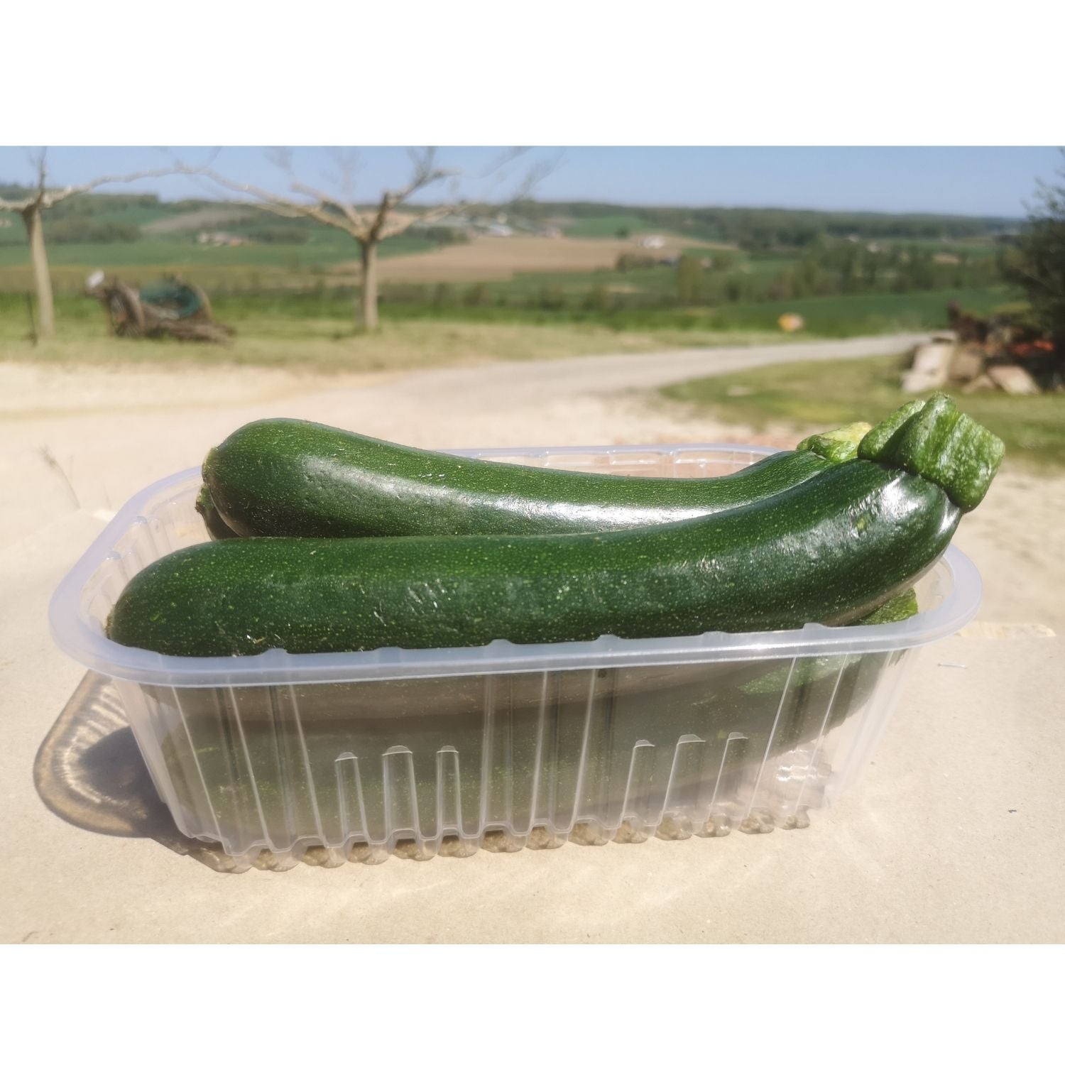 Courgette